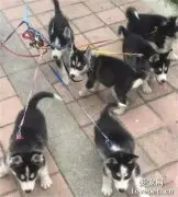 养了八只小哈士奇，一起带出门后，主人气哭了...
