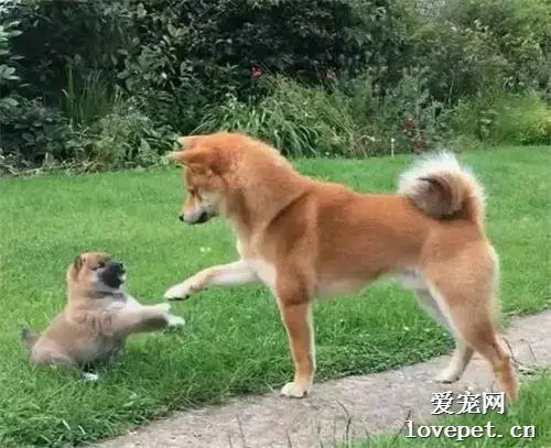 柴犬父子相见，场面一度有些尴尬