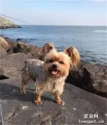 主人操刀，将约克夏被剪成“吉娃娃”…