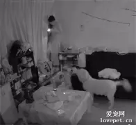 金毛看到陌生人翻窗闯进家里，它竟然还咬拖鞋去迎接，笑喷了！