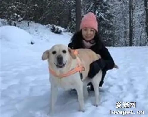 爱犬去世，当铲屎官再去医院时，竟然又遇到了？！