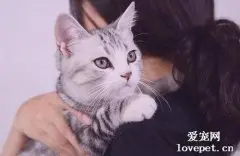 猫咪能吃芥末吗?