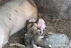 狗狗偷溜进母猪圈，觉得事情有蹊跷，跟过去后，拿扫把直接打