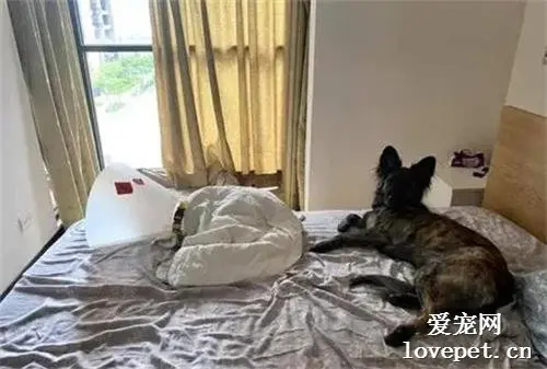 讨厌戴头套，狗狗上演金蝉脱壳，连主人都被骗的一愣一愣的！