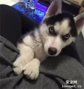 二哈太安静被嫌弃，几个月后...铲屎官哭晕在厕所