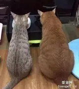 怕橘猫寂寞，于是领养只小猫陪着长大，真的是长。。大。。