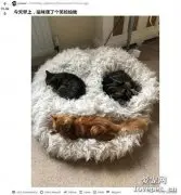 网友说早上猫摆了个笑脸给她，走近一看。。。