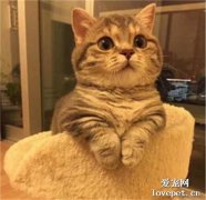 曼基康矮脚猫怎么看品相？