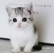 猫有多少牙齿你知道吗？