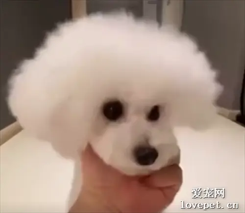听话的狗子都是别人家的呜呜呜呜呜呜呜，这也太可爱了！
