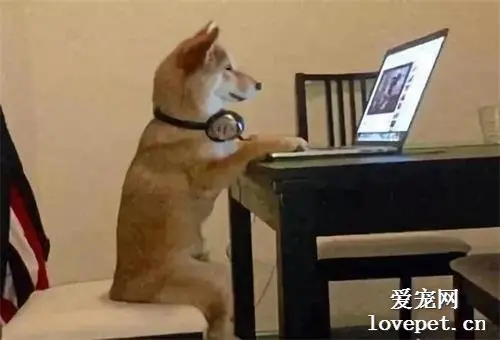 有一只多才多艺的狗狗是一种什么体验！