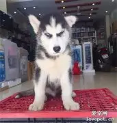 网友领养了只气质二哈回家，可没想到狗子长大后就全变了，笑到胃疼！