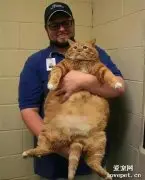 主人坚称橘猫虚胖，剃完毛浮现出六块腹肌，主人久久不能缓过来