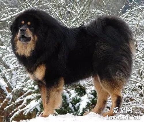 【盘点中国犬种】本土犬并不逊色，不止两种！