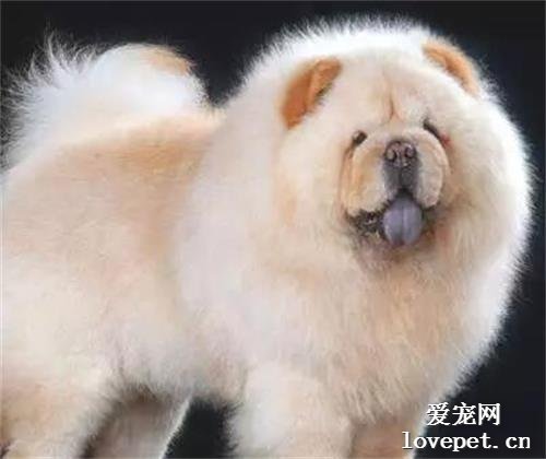 【盘点中国犬种】本土犬并不逊色，不止两种！