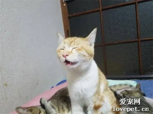 猫咪坚持不睡觉，远看稳坐如钟，近看…酣睡如猪！
