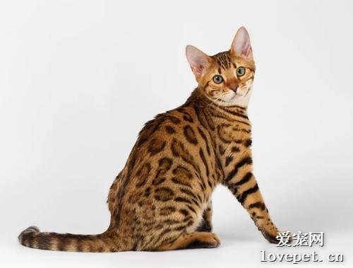 孟加拉豹猫怎么看品相?