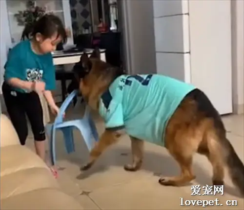 狗狗与小主人合伙偷吃，分工明确，配合度惊人…