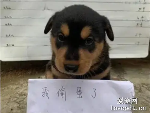 小狗偷吃2个鸡蛋，被主人抓到，最后还被关了起来，笑喷了！