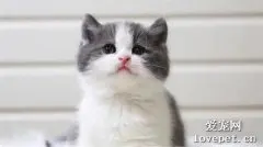 猫咪绝育后不排便怎么办?