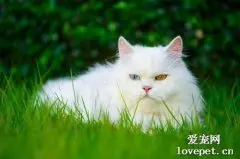 猫青光眼和白内障区别 猫咪眼疾干预措施