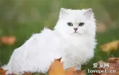 猫猫换牙时要注意什么？