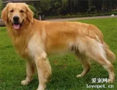 温顺的大型犬有哪几种?