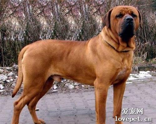 世界公认危险度最高的5大猛犬排行