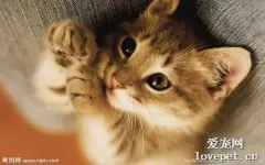猫感染破伤风的症状 猫感染破伤风该怎么办