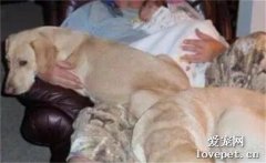 癌末主人临终前，爱犬守在病床旁提前一个半小时离世：天堂等你。