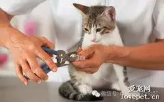 如何让猫咪乖乖剪指甲