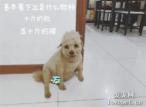 让爸妈帮忙养狗，它们变成了搞笑二狗组：无法呼吸