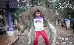 网友想知道猫变大后是什么样子的，于是把自己P进去后！