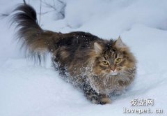 挪威森林猫怎么洗澡