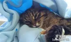 猫糖尿病的症状 护理糖尿病的猫咪要小心