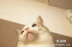 猫黑下巴是什么原因 该如何治疗黑下巴