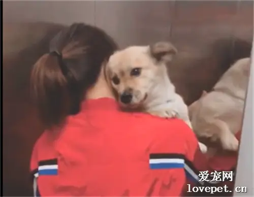 狗子心里是不是都有个演员梦？不然怎么一天天地戏这么多呢？