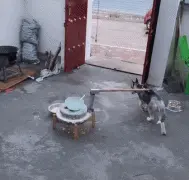 为消磨二哈精力，主人让哈士奇拉磨，哈士驴？