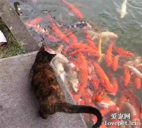 猫咪被公园列为通缉犯，主人很气愤，看到犯罪照片后无力反驳