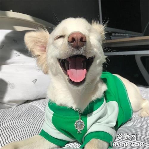 铲屎官给狗子剪了个齐刘海后，网友：不需要的眼睛请捐出去！