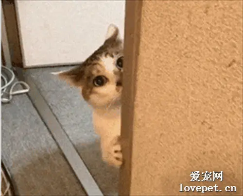 猫在墙边偷瞄了主人一眼后就跑，好逗，这一幕像极了偶像剧！