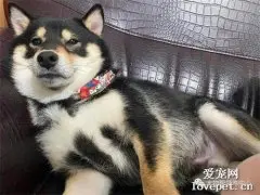 柴柴拉屎，竟拉出“阵法”，你这是打算召唤“屎王”么？！