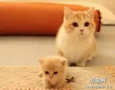 小奶猫拉肚子怎么办 小奶猫护理指南