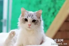 猫咪腹泻便血怎么办？