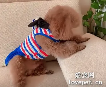 泰迪神模仿，可以说是很形象了