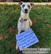 主人出门没带上狗子，它竟然直接把护照吃了，好惨啊！