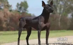 墨西哥无毛犬饲养|价格|智商