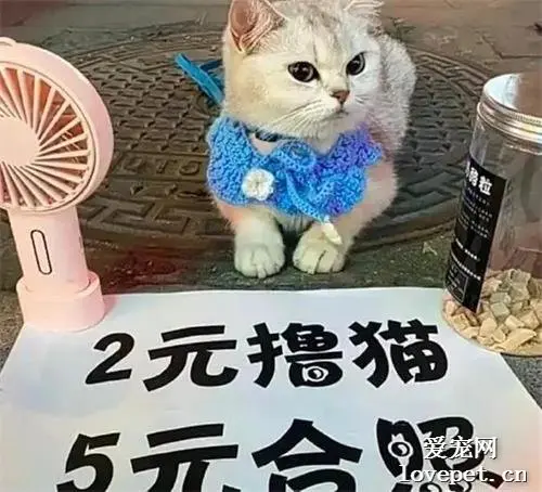 女孩带着猫咪去摆地摊，2元撸猫5元合影，猫：分分钟赚100元傻眼了