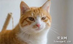 网友捡了只橘猫，本以为自己要当妈了，结果直接变成奶奶