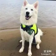 网友带纯白哈士奇出门玩，可回来时她哭了，画面太惨了，哈哈